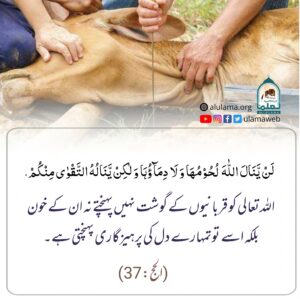 Read more about the article اللہ تعالی کو قربانیوں کے گوشت نہیں پہنچتے