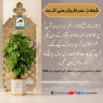 Read more about the article شھادت عمر فاروق رضی اللہ عنہ