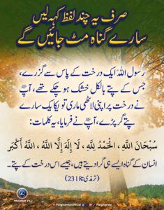 584295095 1253603343467389 7370407793006608996 n 52 11zon