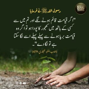 درخت لگانے کی اہمیت